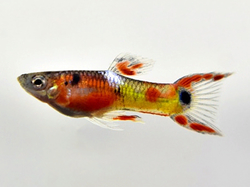 Poecilia endler red rainbow female