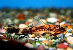 Ancistrus sp. Red/Black S
