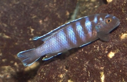 Pseudotropheus elongatus