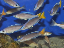 Cyprichromis lept. jumbo malasa