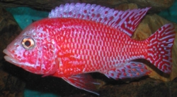 Aulonocara sp.Red Dragon 