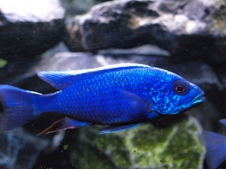 Haplochromis ahli super blue