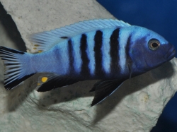 Pseudotropheus kingsizei Blue  