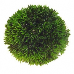 HOBBY Dekorace Plant Ball, 13 cm