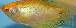 Trichogaster gold leeri