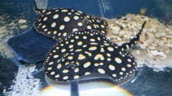 Potamotrygon leopoldi Black Diamond - Big spot  AAA quality