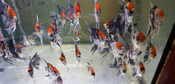 Pterophyllum scalare "Panda Marbled Red Head" XL