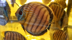 Symphysodon tarzoo "Nanay Peru Full Red Spotted Discus" WILD XL