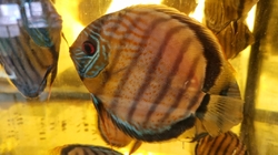 Symphysodon tarzoo "Nanay Peru Full Red Spotted Discus" WILD XL