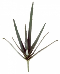 HOBBY Rostlina Aloe 35 cm