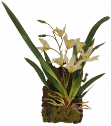 Lucky Reptile Jungle Plants kvetoucí Závěsná orchidej - bílá cca 20x30 cm