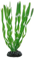 Rostlina Vallisneria 20cm
