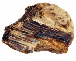 Dřevo zkamenělé, 400 mil. let, 1,0 - 1,6 kg