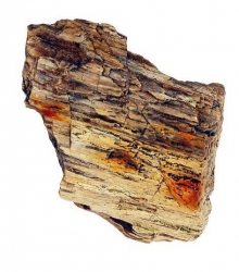 Dřevo zkamenělé, 400 mil. let, 0,6 - 0,9 kg