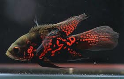 Astronotus ocelatus Super Red Tiger Normal / Long fin M