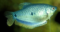Trichogaster trichopterus Blue