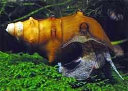 Brotia pagodula "Burmese Spiny Snail"