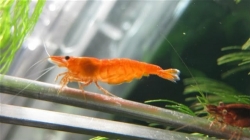 Caridina sp. Orange shrimp