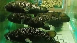 Chelonodon bengalensis "Gold Spotted Puffer" India Very rare