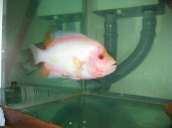 Cichlasoma sp. Flowerhorn White Red Map Texas