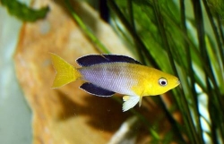 Cyprichromis lept. jumbo yellow