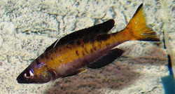 Cyprichromis microlepidotus Kiriza 3 - 4 cm