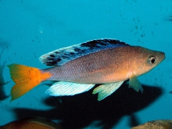 Cyprichromis sp. Mbita Grandiosus