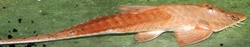 Pseudohemiodon apithanos red