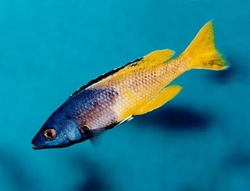 Cyprichromis lept. kitumba jumbo XL