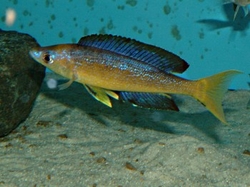Cyprichromis microlepidotus bulu point