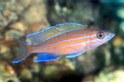 Paracyprichromis blue neon