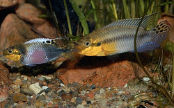 Pelvicachromis subocelatus matadi 4 cm
