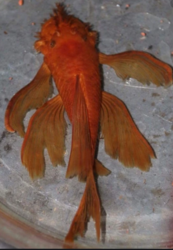 Ancistrus sp. super red long fin