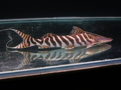 Merodontotus tigrinus 