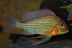 Geophagus altifrons 