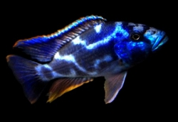 Haplochromis livingstonii