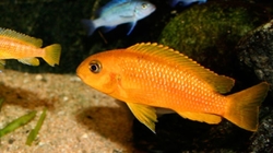 Melanochromis johanni red 4-5 cm
