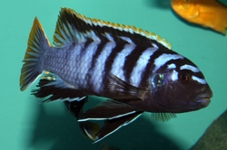 Labidochromis sp. Mbamba Bay 