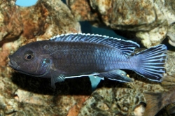 Melanochromis perileucos