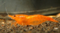 Neocaridina heteropoda sakura orange