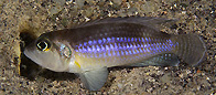 Lamprologus ocellatus blue