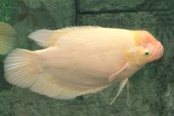 Osphronemus goramy Albino Golden