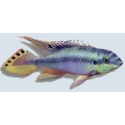 Pelvicachromis pulcher blue