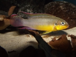Pelvicachromis taeniatus lobe