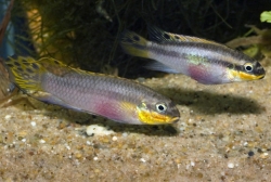 Pelvicachromis taeniatus nange