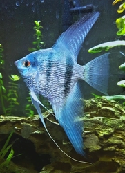 Pterophyllum scalare Pinoy Blue Pearlscale Wide Fin L  