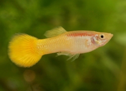 Poecilia ret. male golden yellow
