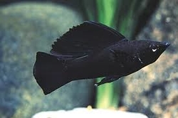 Poecilia velifera black
