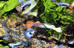Poecilie reticulata "Grade AAA MIX" Male/Female