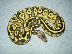 Python regius phantom yellow belli